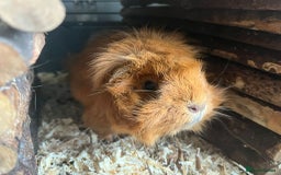 Guinea Pig rodents for sale: X2 bonded Guinea pigs females with indoor set up - Image 2