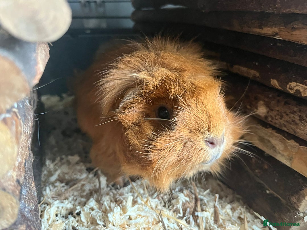 Guinea Pig rodents for sale: X2 bonded Guinea pigs females with indoor set up - Image 2