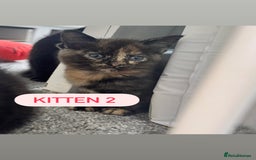 Domestic Shorthair cats for sale: 4 Female Kittens - Image 6