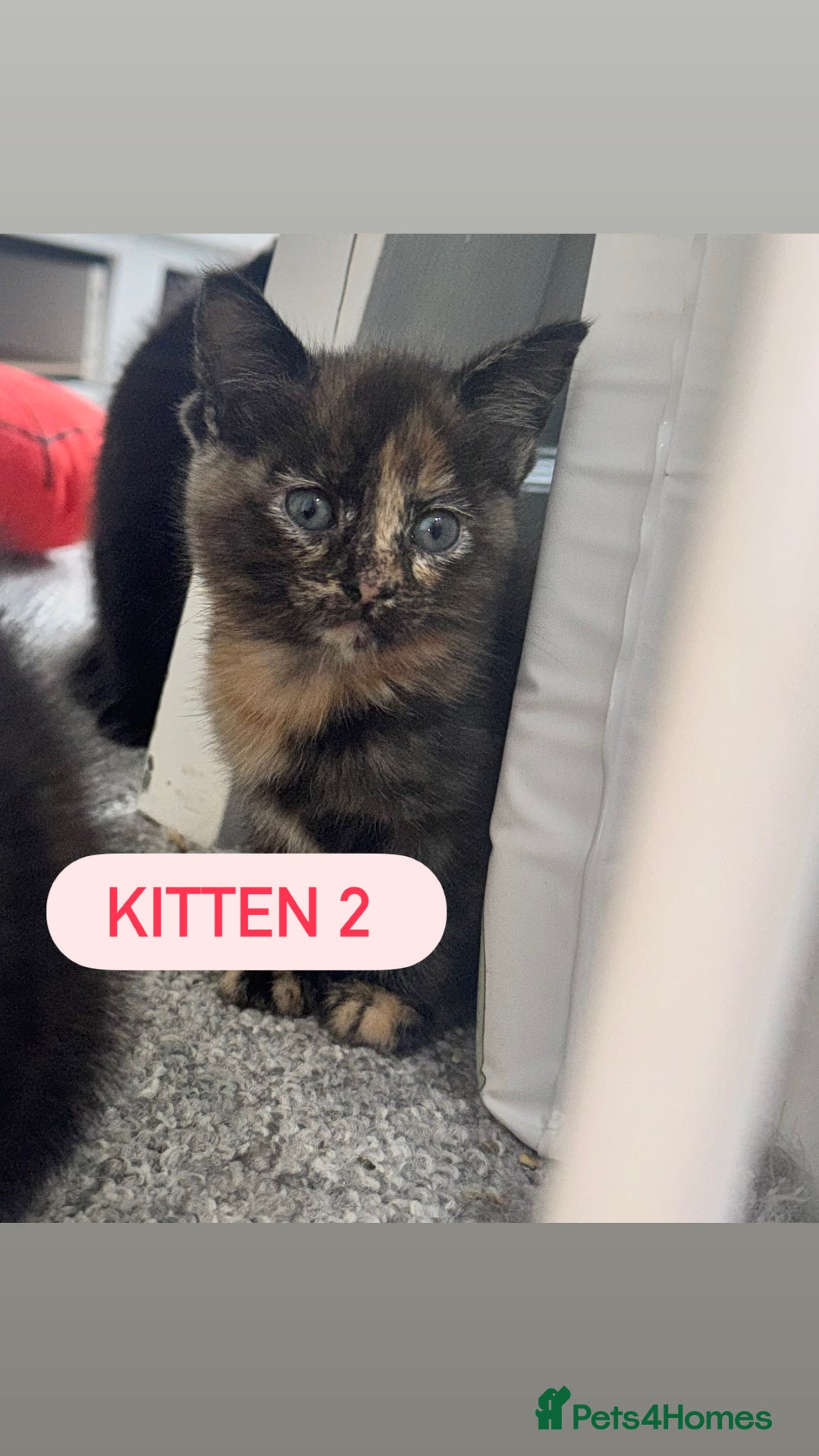 Domestic Shorthair cats for sale: 4 Female Kittens - Image 6