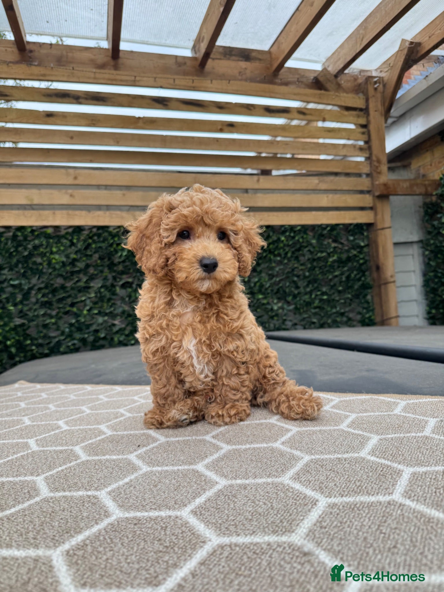 Poochon dogs READY NOW - DNA health tested Poochon Puppies 🐶  - Advert 2