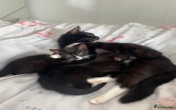 Mixed Breed cats for sale: Tuxedo Tabby kittens  - Image 6