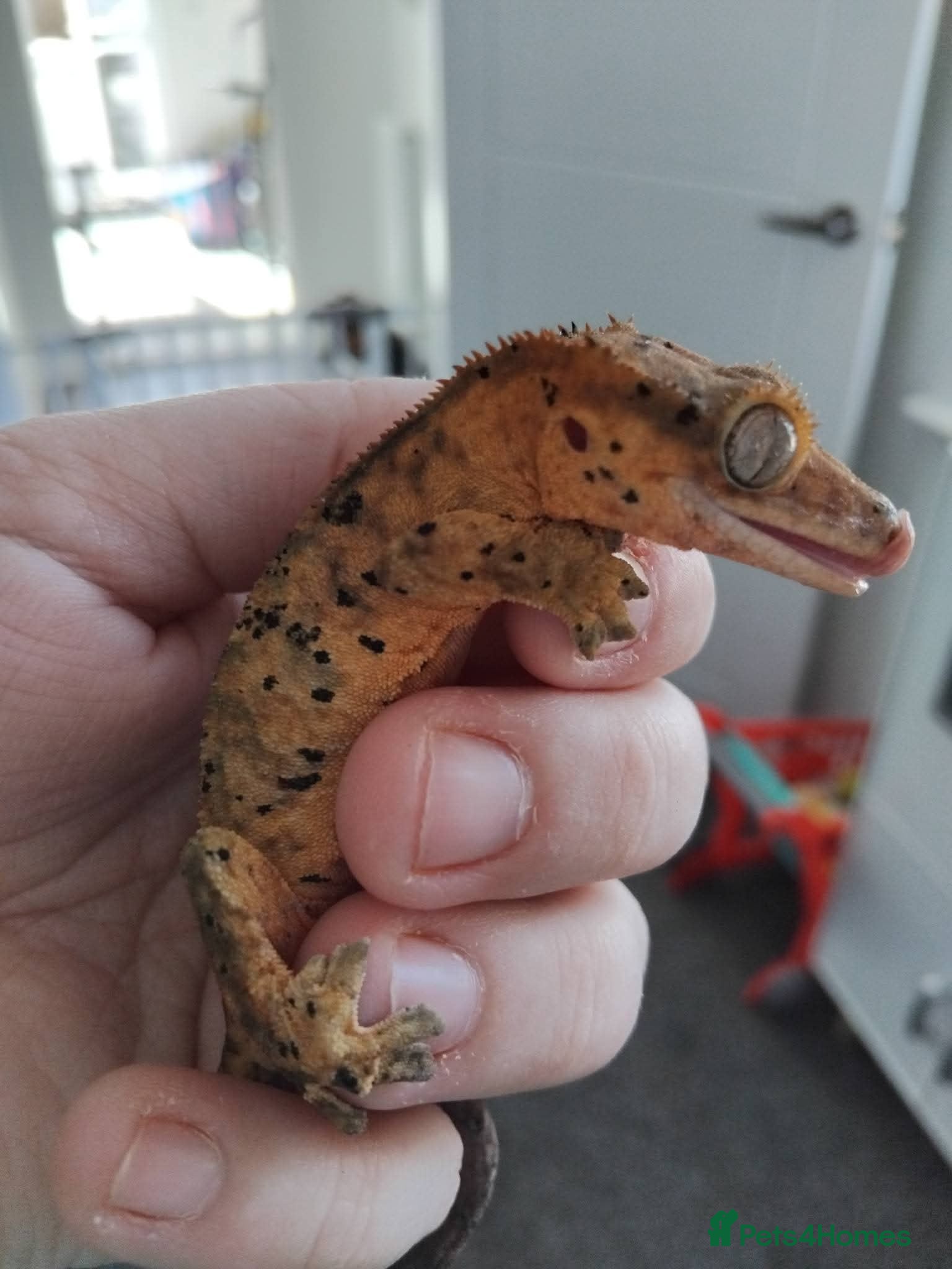 Gecko reptiles Male Crested Gecko - Advert 1