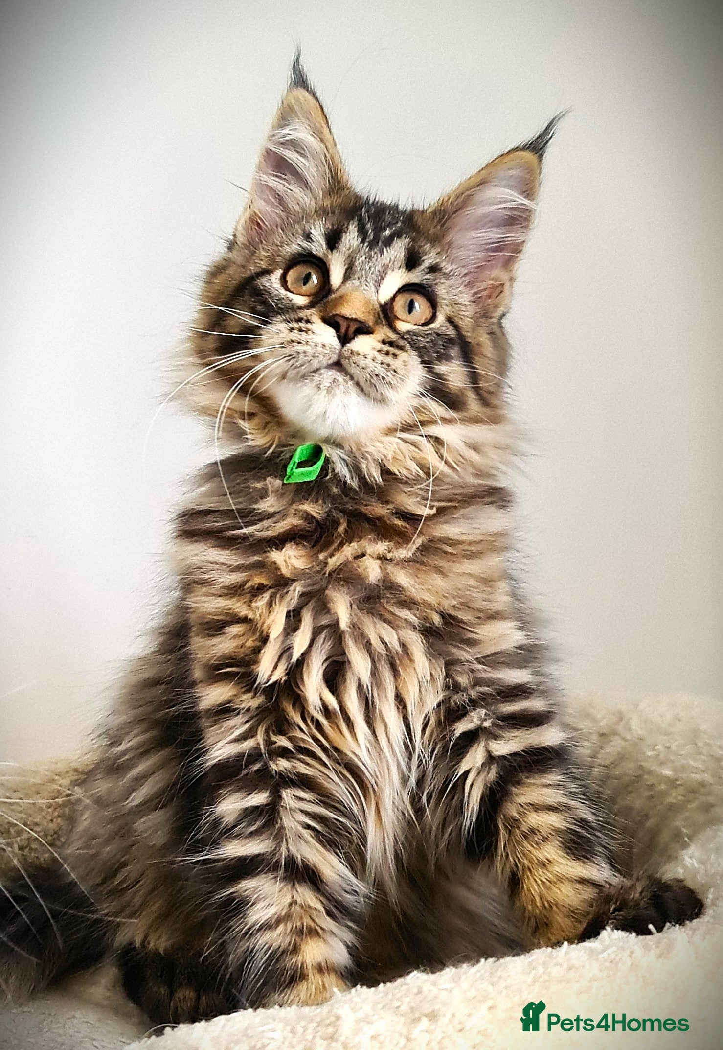 Maine Coon cats STUNNING 4️⃣ PEDIGREE MAINE COON KITTENS READY ❗❗❗ - Advert 5