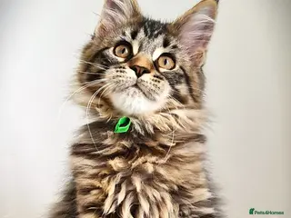 Maine Coon cats STUNNING 4️⃣ PEDIGREE MAINE COON KITTENS READY ❗❗❗ - Advert 5
