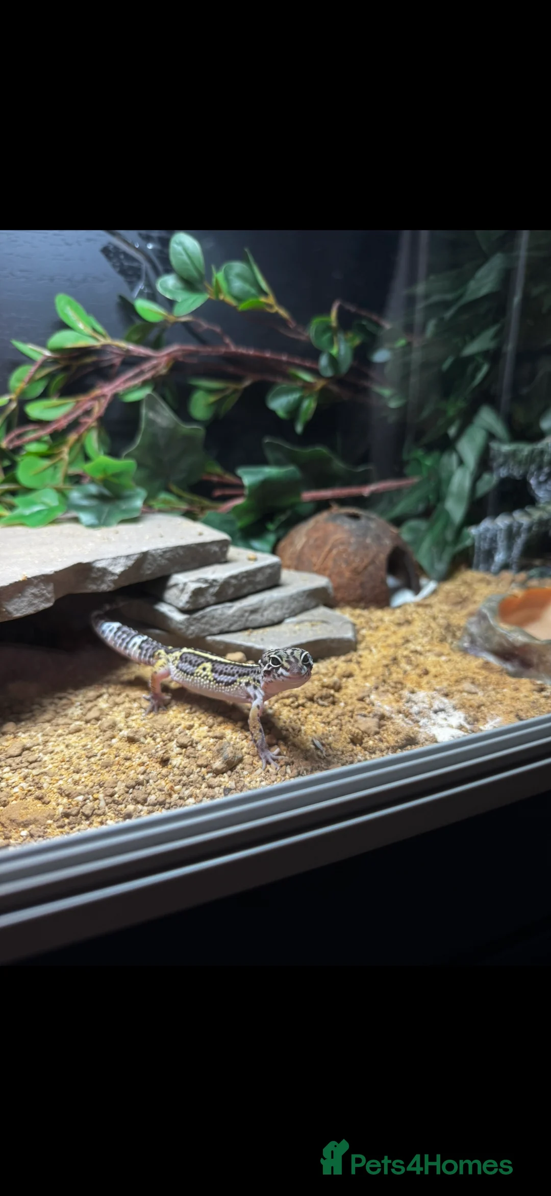Leopard Gecko reptiles for sale: Leopard gecko with whole setup  in Birmingham - Advert 1