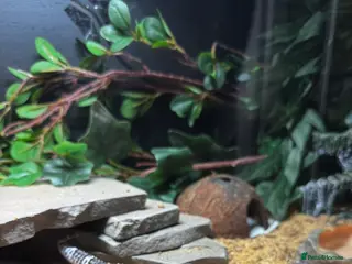 Leopard Gecko reptiles Leopard gecko with whole setup - Advert 17