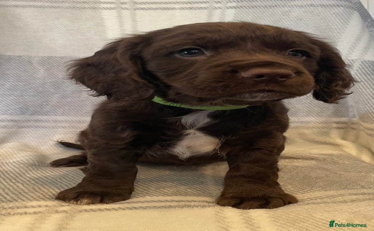 Cocker Spaniel dogs KC registered working cocker spaniels ready 23/11 - Advert 2