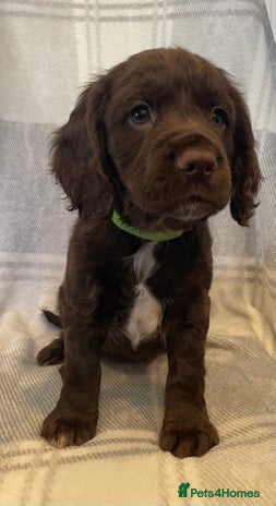 Cocker Spaniel dogs KC registered working cocker spaniels ready 23/11 - Advert 2