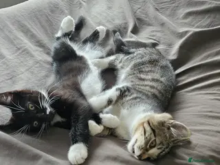 Mixed Breed cats Kittens 11 weeks old x3 - Advert 2