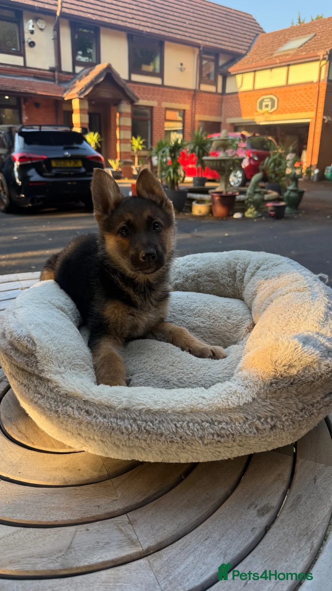 German Shepherd dogs for sale: Beautiful German Shepherd Puppies - Advert 10