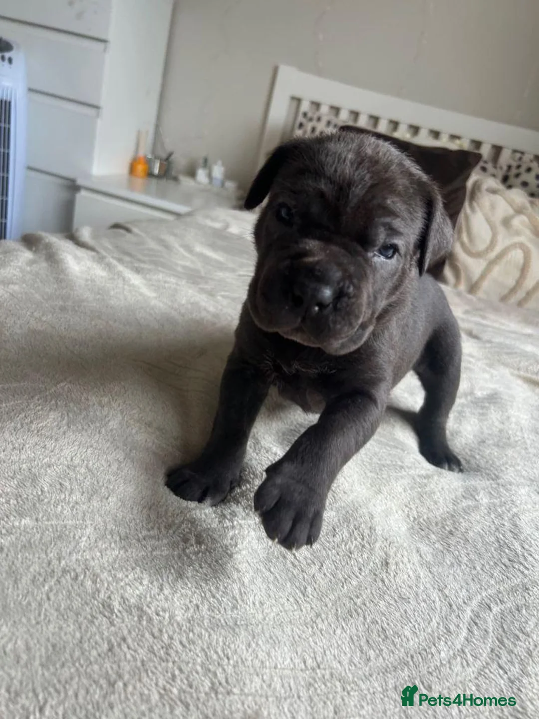 Cane Corso dogs for sale: Chunky Cane Corso Puppies in Penzance - Advert 2