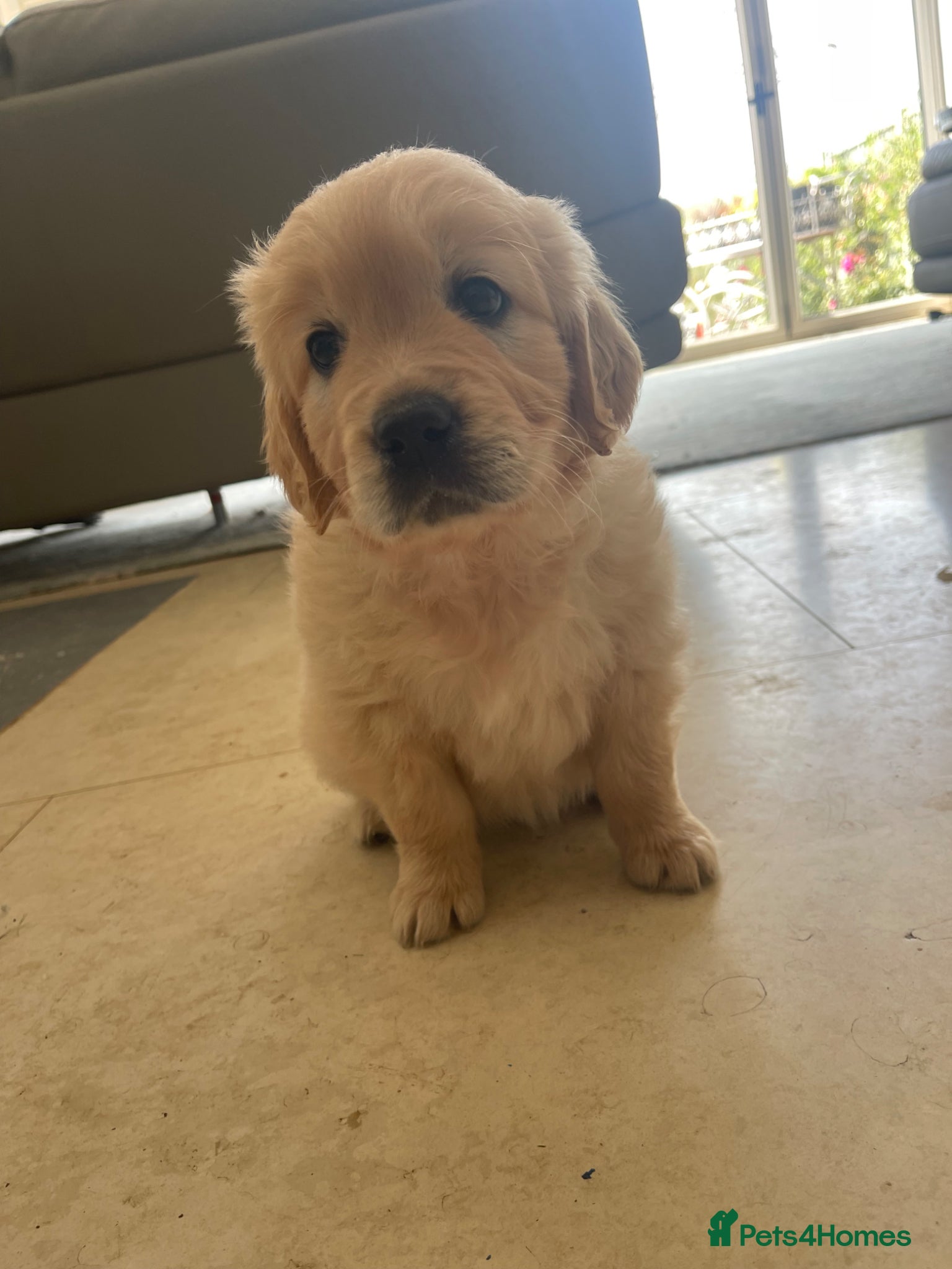Golden Retriever dogs for sale: Beautiful, KC registered  Golden Retriever puppies - Advert 10