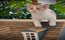Selkirk Rex cats for sale: Gorgeous Selkirk Rex kittens - Image 25