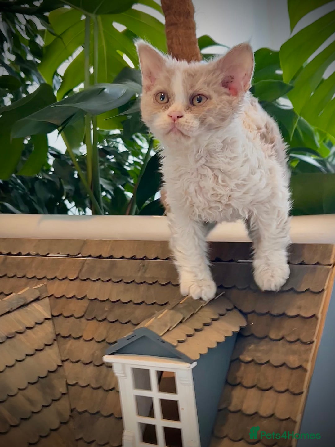 Selkirk Rex cats for sale: Gorgeous Selkirk Rex kittens - Image 25