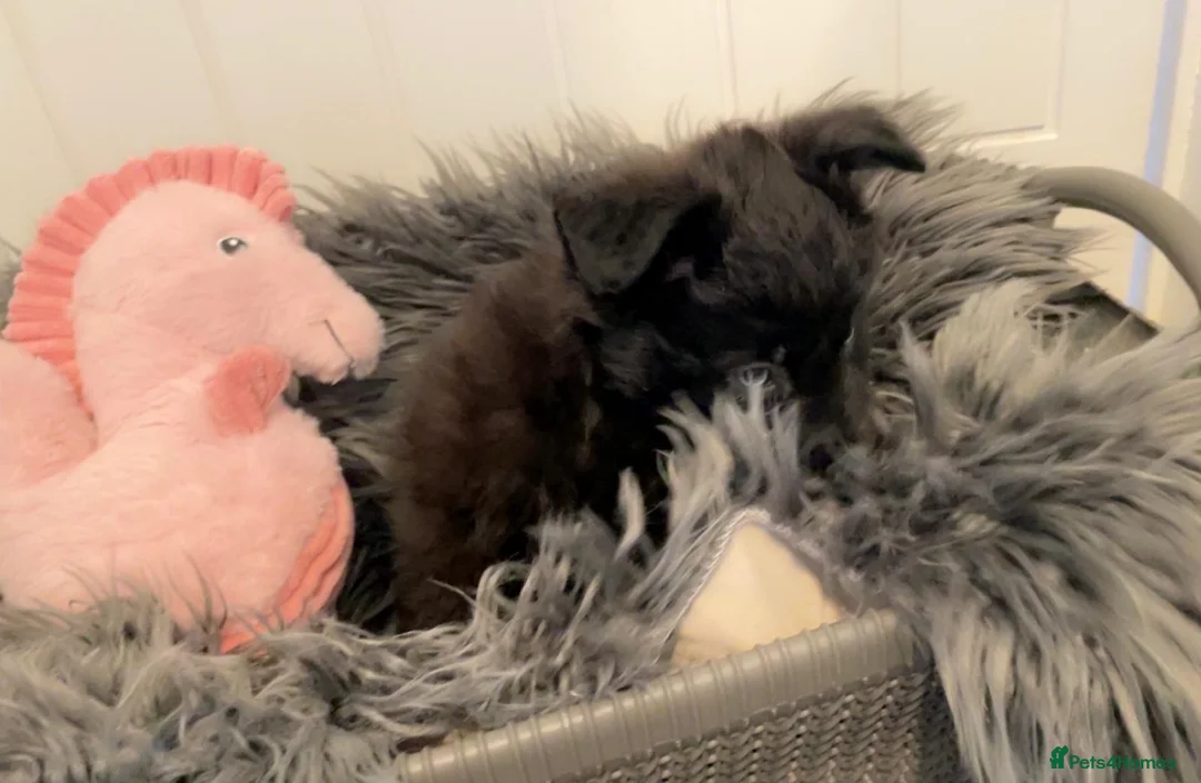 Pomsky dogs for sale: Pomsky puppies ready for their forever home 💞 in Swansea - Advert 14