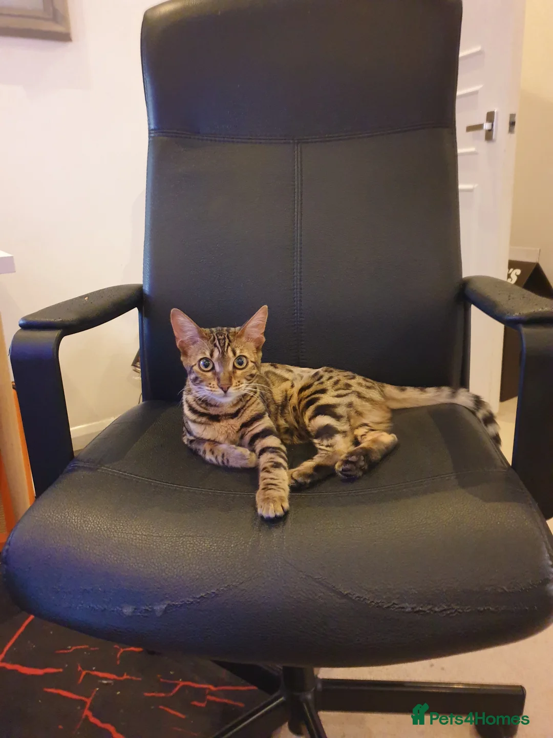 Bengal cats for sale: Exceptional Bengal For Sale - Advert 2
