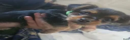 Mixed Breed dogs for sale: 4 gorgeous yorkshire terrier x mini yorkie pups - Advert 34