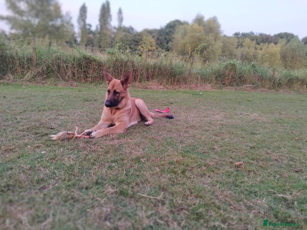 Mixed Breed dogs for sale: 2 lovely and Intelligent German shepherd cross in Ipswich - Image 1