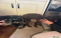 Toy Poodle dogs for stud: KC CHOCOLATE PHANTOM TOY POODLE in Willenhall - Image 6