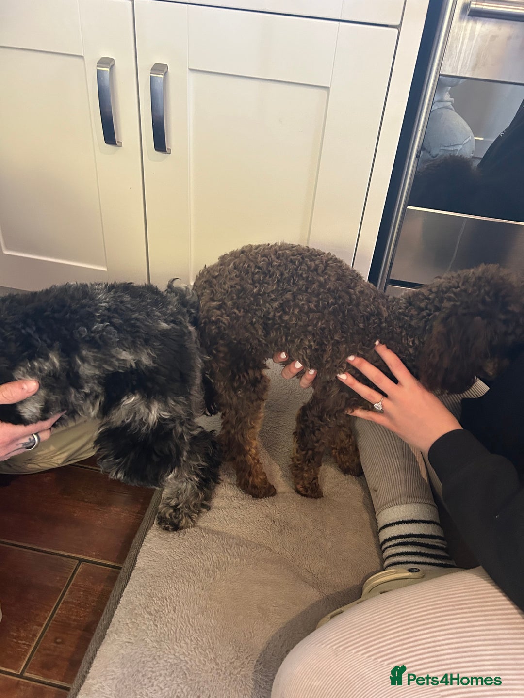 Toy Poodle dogs for stud: KC CHOCOLATE PHANTOM TOY POODLE in Willenhall - Image 6