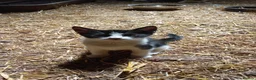 Mixed Breed cats for sale: Farm kittens black and white - Advert 6