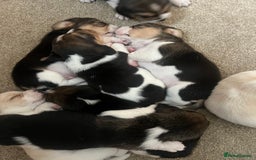 Beagle dogs for sale: KC reg,,, Charterwood//dyalyn  beagles - Image 12