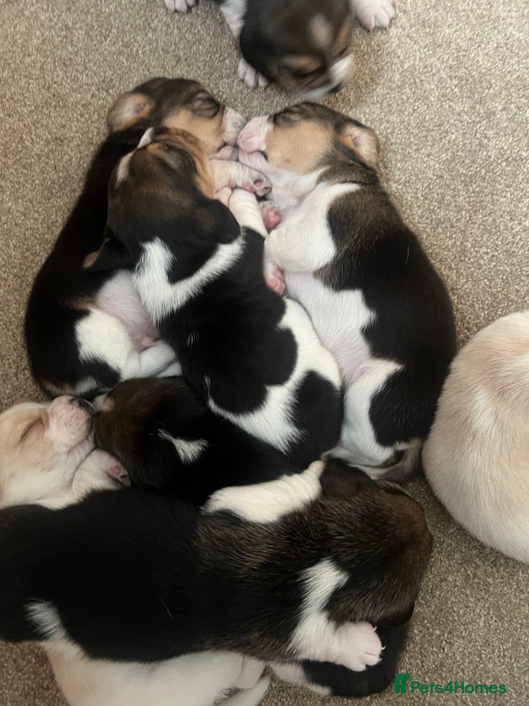 Beagle dogs for sale: KC reg,,, Charterwood//dyalyn  beagles - Image 12