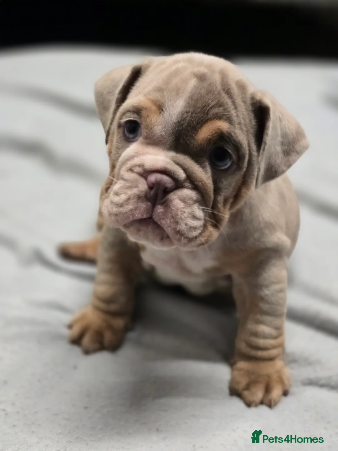 English Bulldog dogs for sale: ✨ English Bulldog Puppies Exceptional Bloodlines ✨ - Advert 10