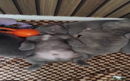 French Bulldog dogs for sale: French bulldog FLUFFY pups - Image 19