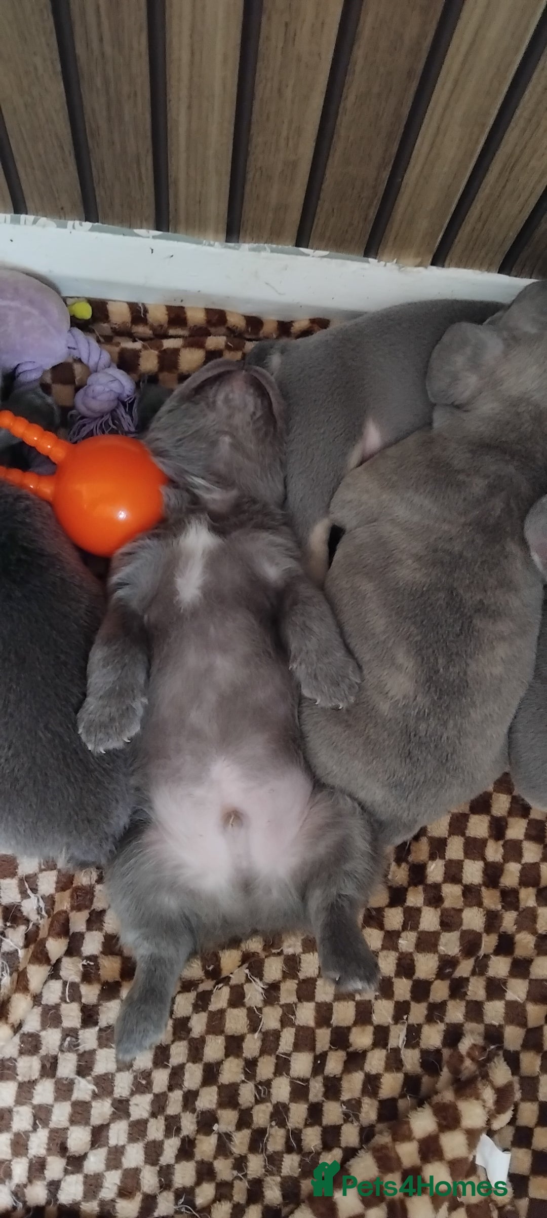 French Bulldog dogs for sale: French bulldog FLUFFY pups - Image 19