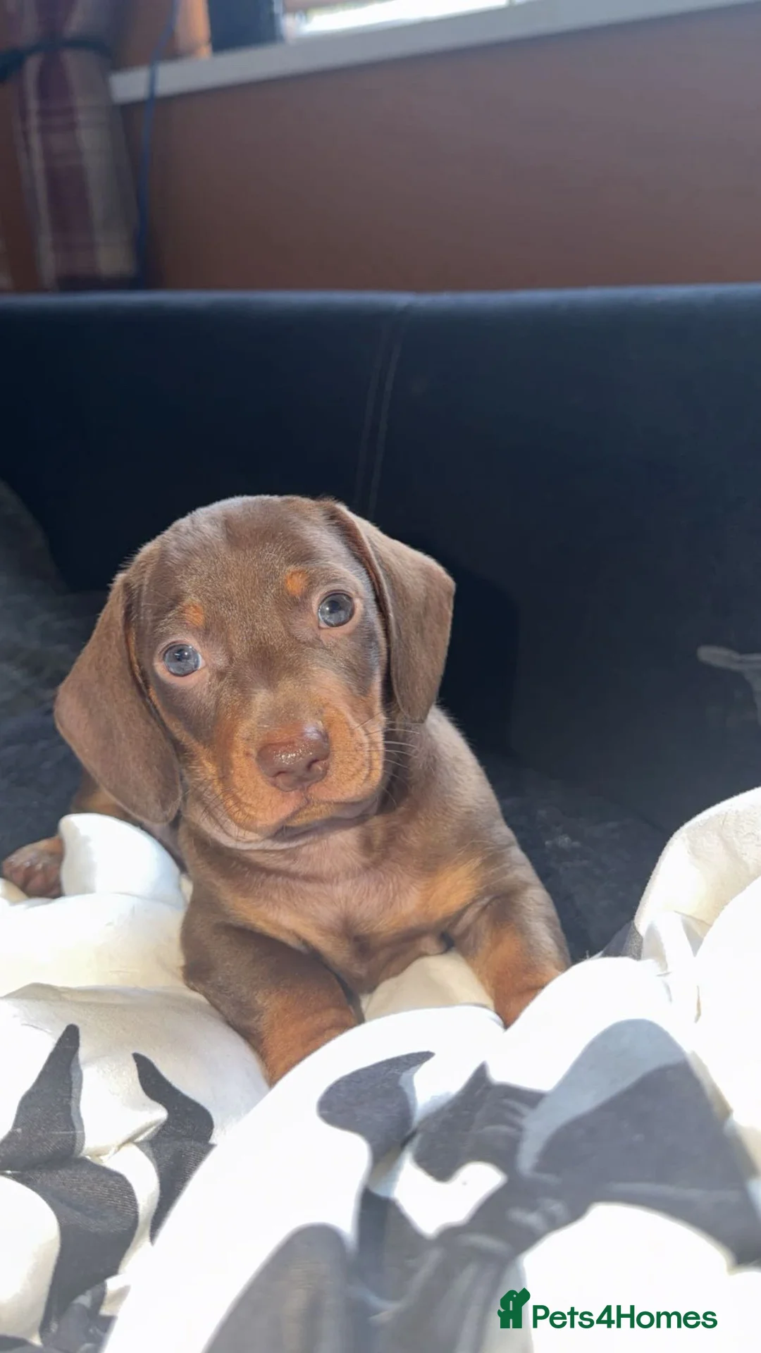Dachshund dogs for sale: Dachshund puppies  in Stockton-on-Tees - Advert 2