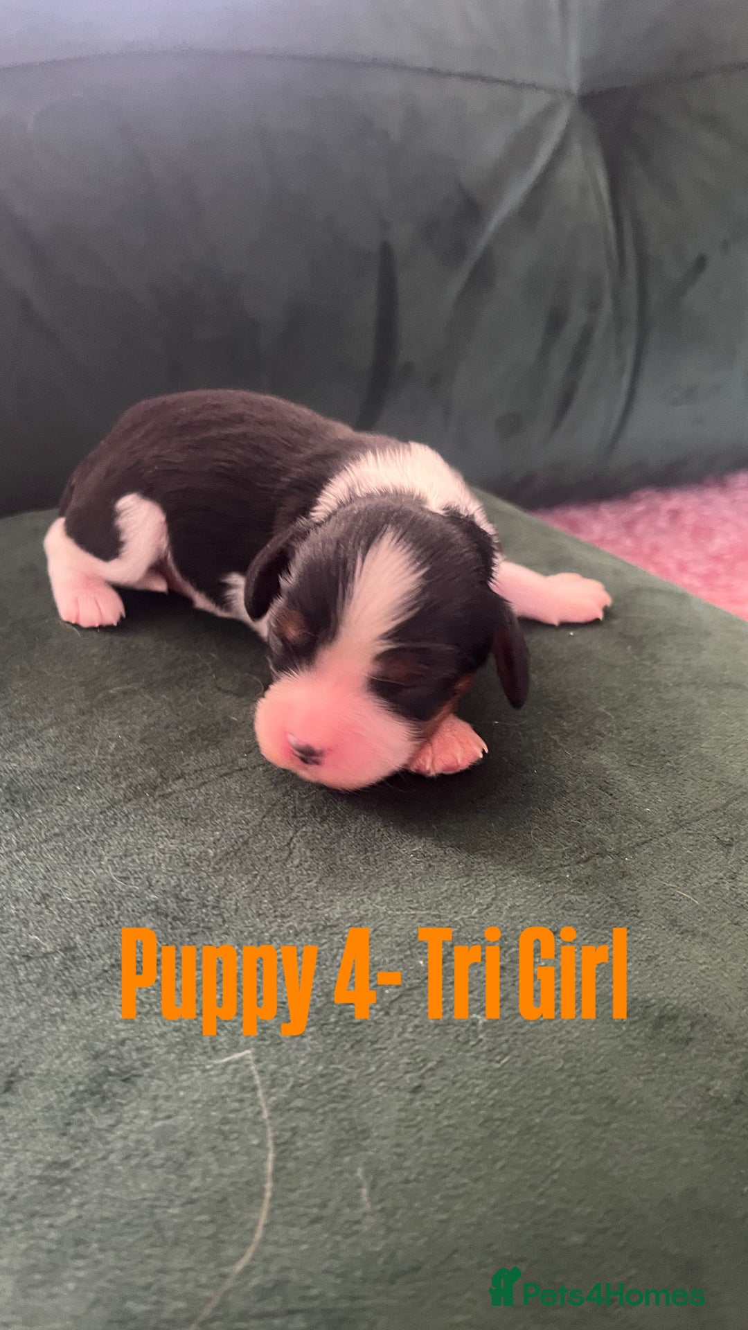 Cavalier King Charles Spaniel dogs for sale: Beautiful KC Registered Cavalier King Charles Pups - Advert 14