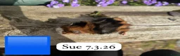 Guinea Pig rodents for sale: Gorgeous baby and young guinea pigs ready now - Advert 13