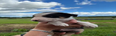 Border Collie 4