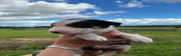 Border Collie dogs for sale: Border collie puppies  in Pickering - Advert 6