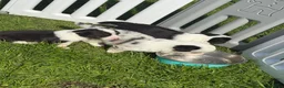 Welsh Corgi Cardigan dogs for sale: Stunning litter of Welsh cardigan corgi puppies  - Advert 4
