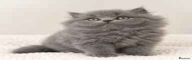 British Shorthair 5