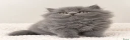 British Shorthair cats for sale: Beautiful & Healthy British Shorthair Kittens - Advert 16