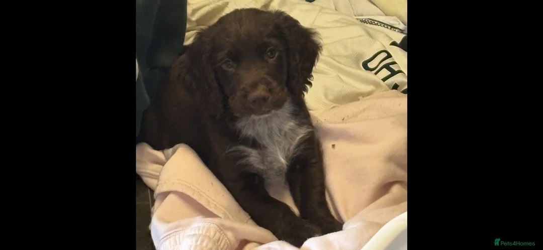 Cocker Spaniel dogs for sale: Working Cocker Spaniel Puppies  - Advert 1