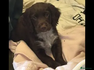 Cocker Spaniel dogs Working Cocker Spaniel Puppies - Advert 18