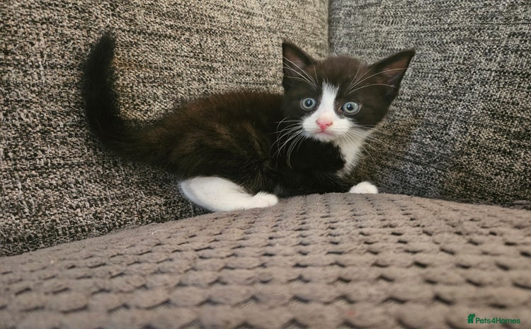 Domestic Shorthair cats - Advert 14