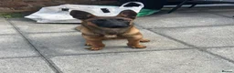 Belgian Shepherd Dog dogs for sale: Belgium malinois  in Saint Helens - Advert 2