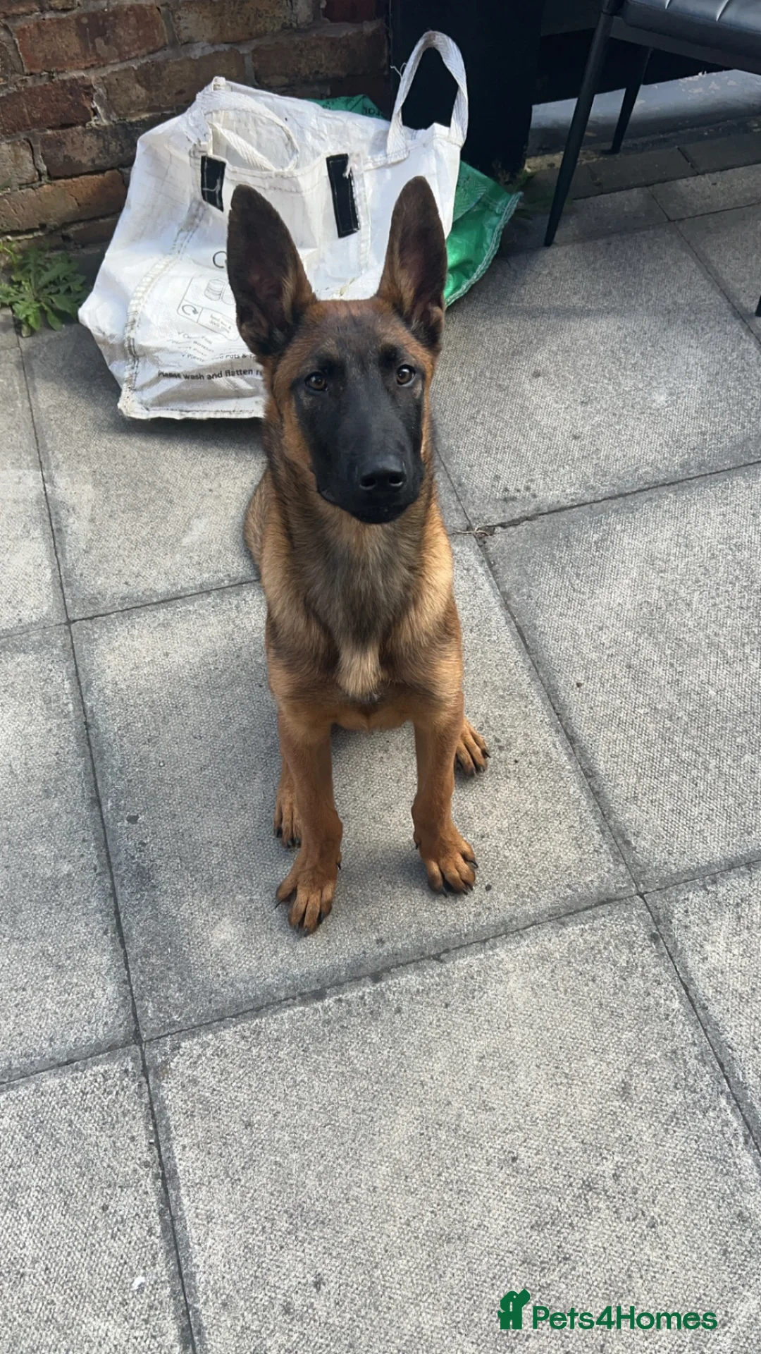 Belgian Shepherd Dog dogs for sale: Belgium malinois  in Saint Helens - Advert 2