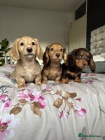 Dachshund dogs - Advert 2