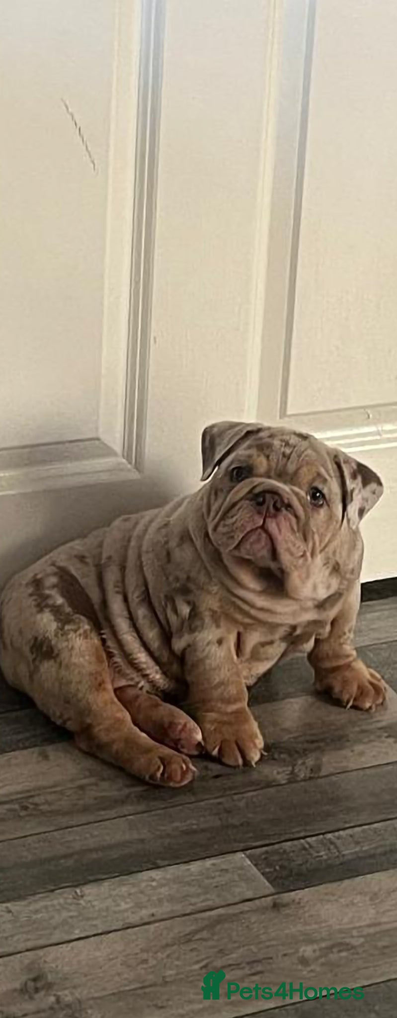 English Bulldog dogs Lilac & tan merle girl English bulldog ready now - Advert 4