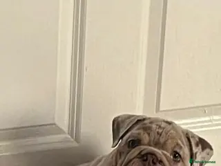 English Bulldog dogs Lilac & tan merle girl English bulldog ready now - Advert 4