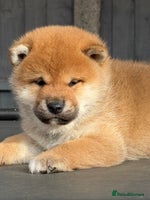 Japanese Shiba Inu dogs KC registered red Shiba Inu puppies clear DNA - Advert 3