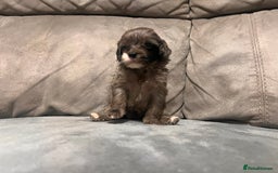 Cockapoo dogs for sale: 🐶F1 Cockerpoo Pups – Merle, Chocolate, Apricot 🐶 - Image 17