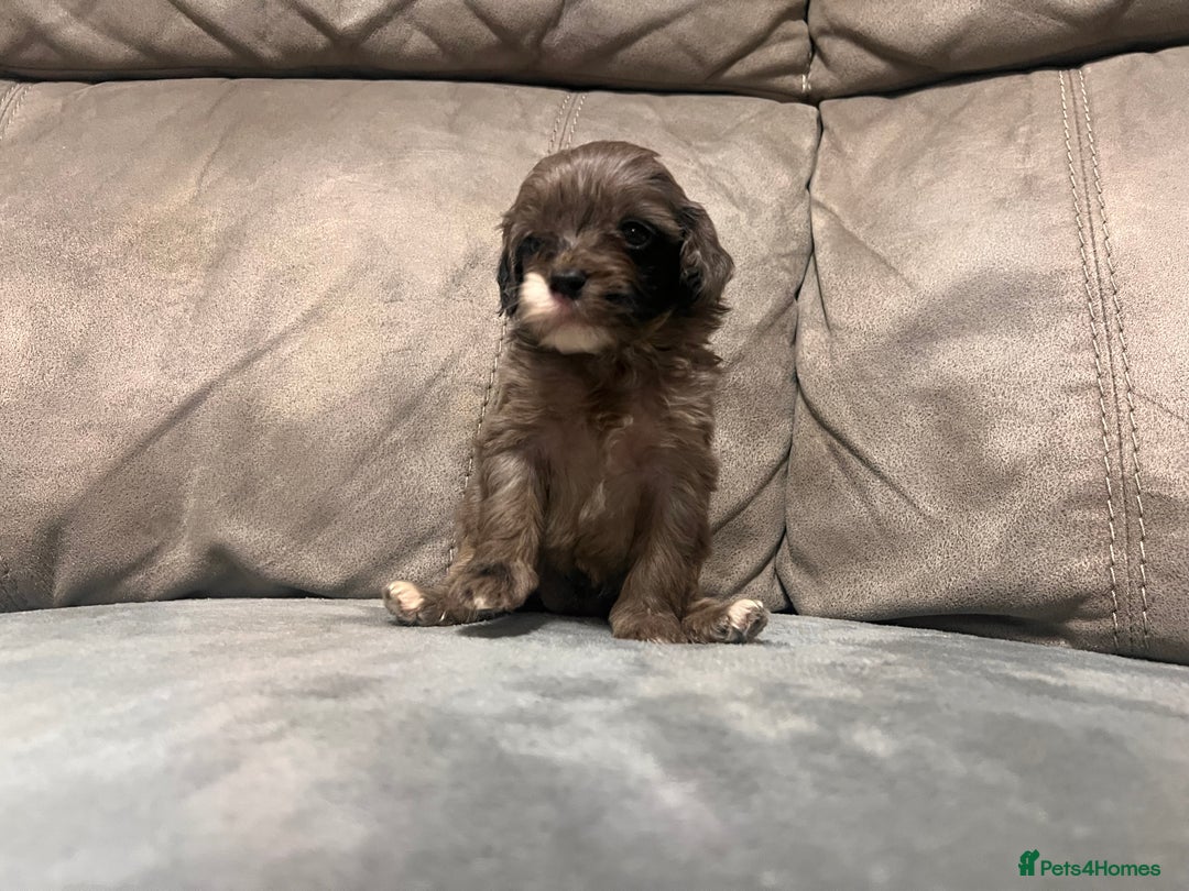 Cockapoo dogs for sale: 🐶F1 Cockerpoo Pups – Merle, Chocolate, Apricot 🐶 - Image 17